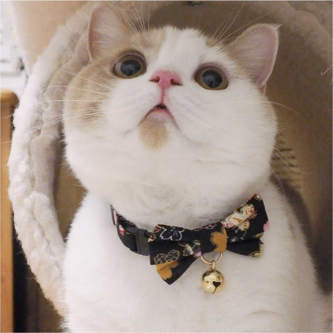 Kimono Bow Tie Cat Collar - Black