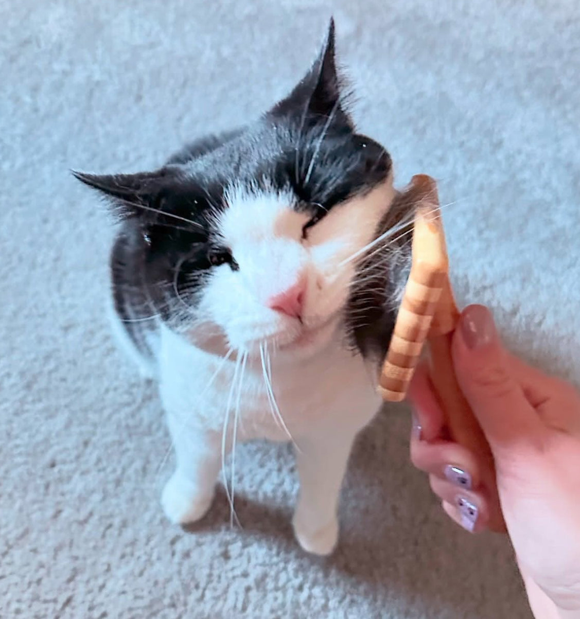 Cat Treats and Care
