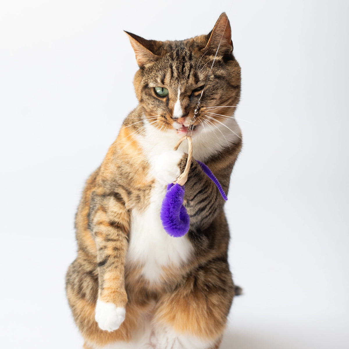 A-Lure-Ring - Ring with Tail - Wand Attachment Toy