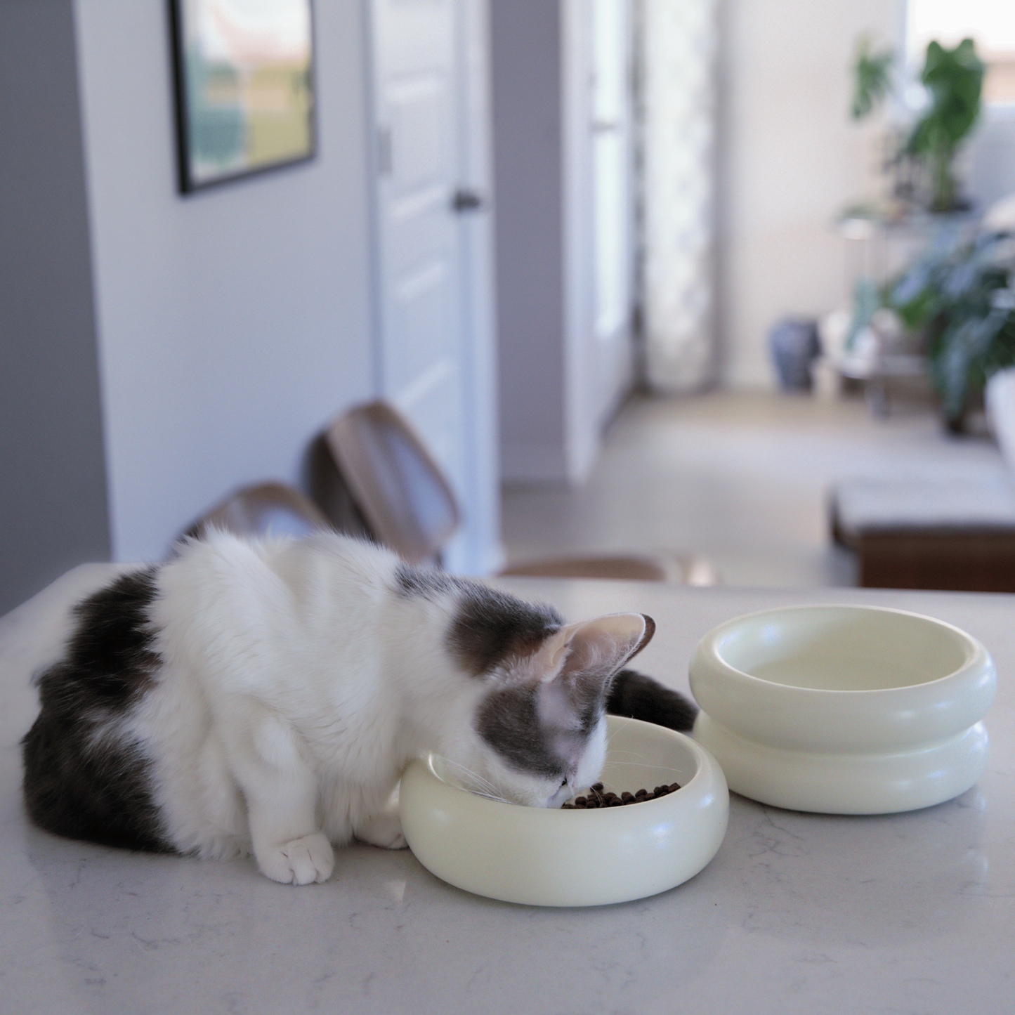 Halo Cat Bowl