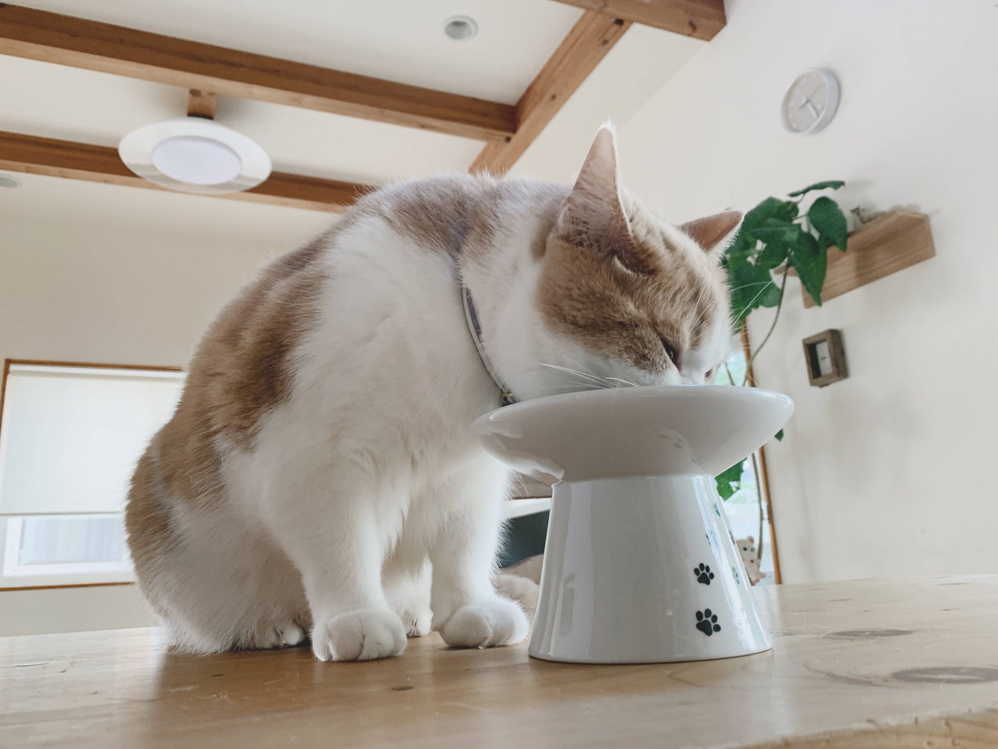 Extra Wide Raised Cat Food Bowl