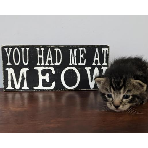 You Had Me at Meow wood sign