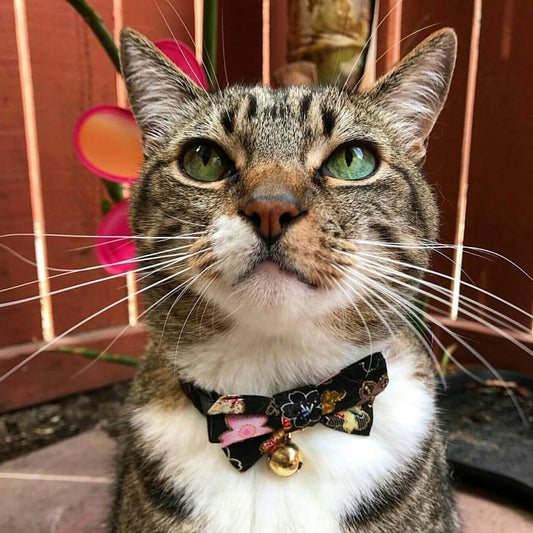 Kimono Bow Tie Cat Collar - Black