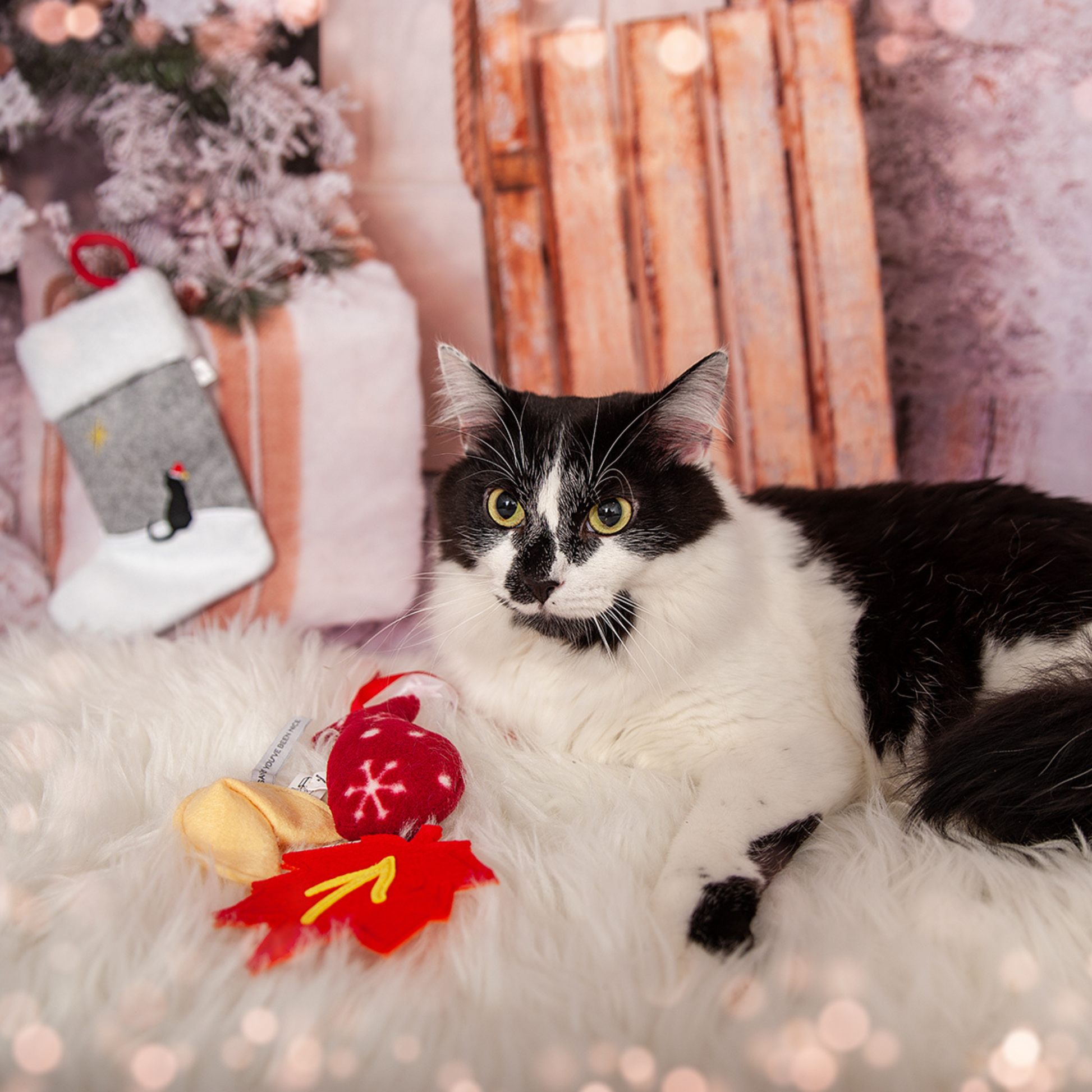 Christmas Stocking for Cats - 3 Holiday Cat Toys