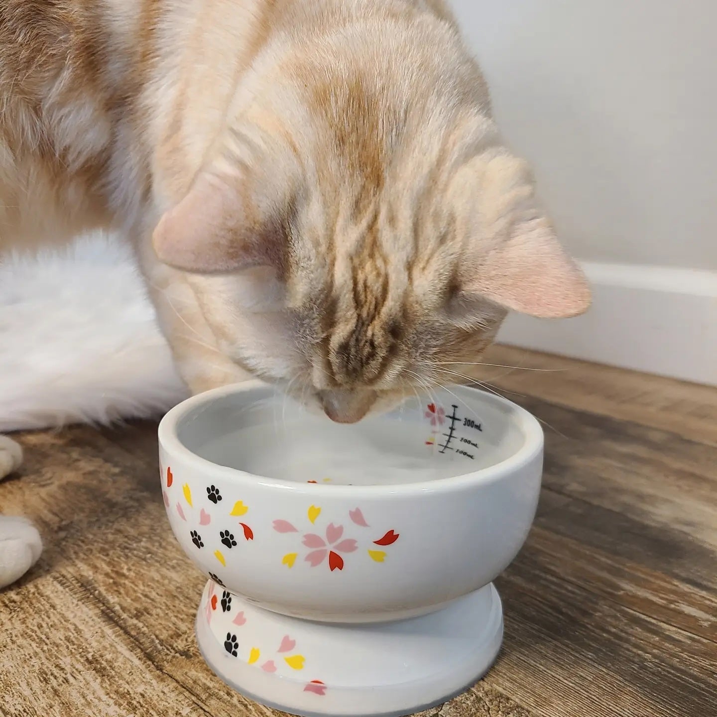 Raised Cat Water Bowl (Sakura Limited Edition）