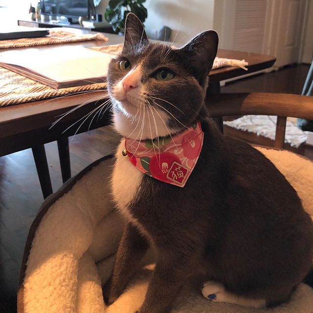 Kimono Cat Bandana Collar - Pink