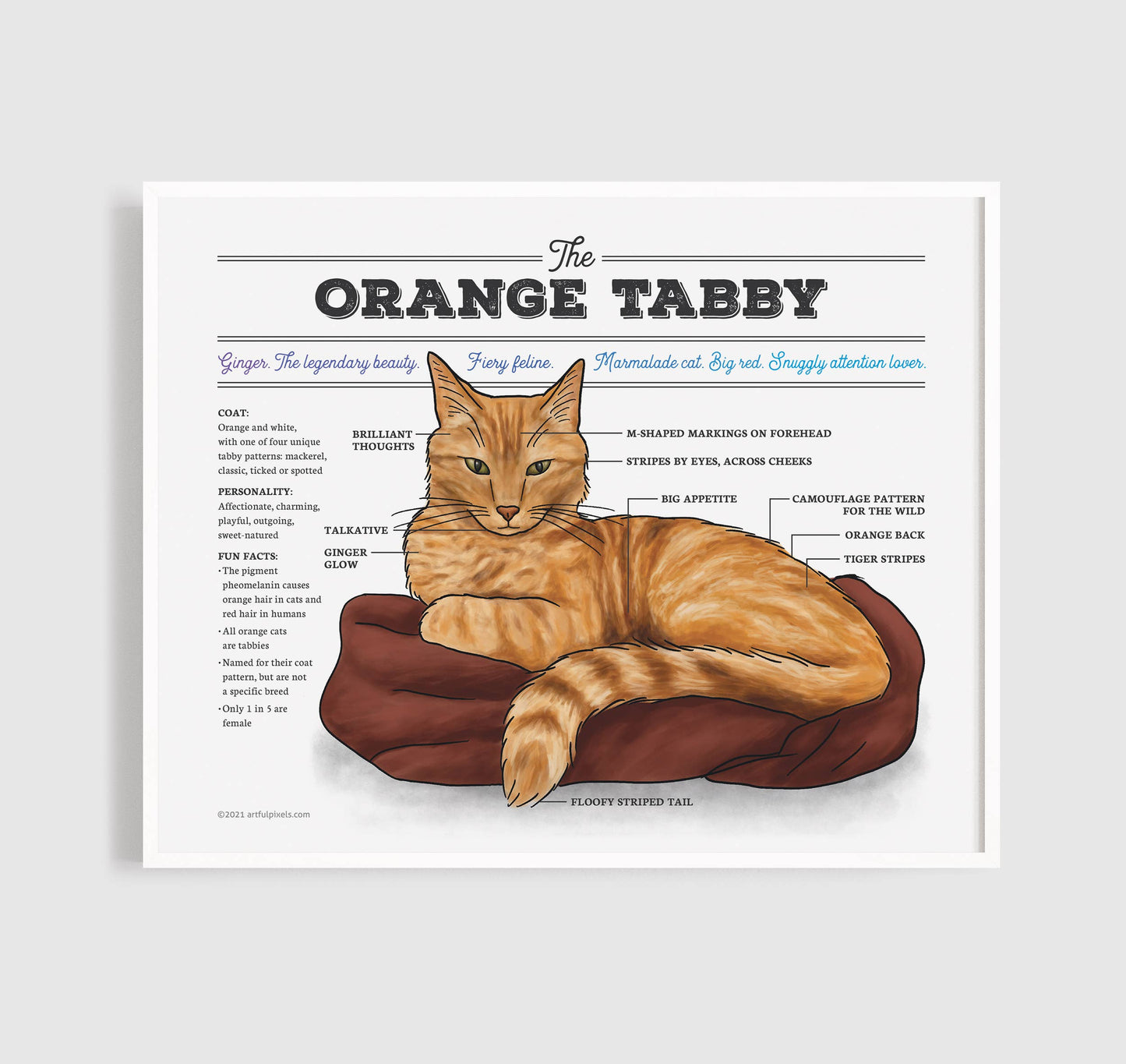 Orange Tabby Cat Diagram Art Print
