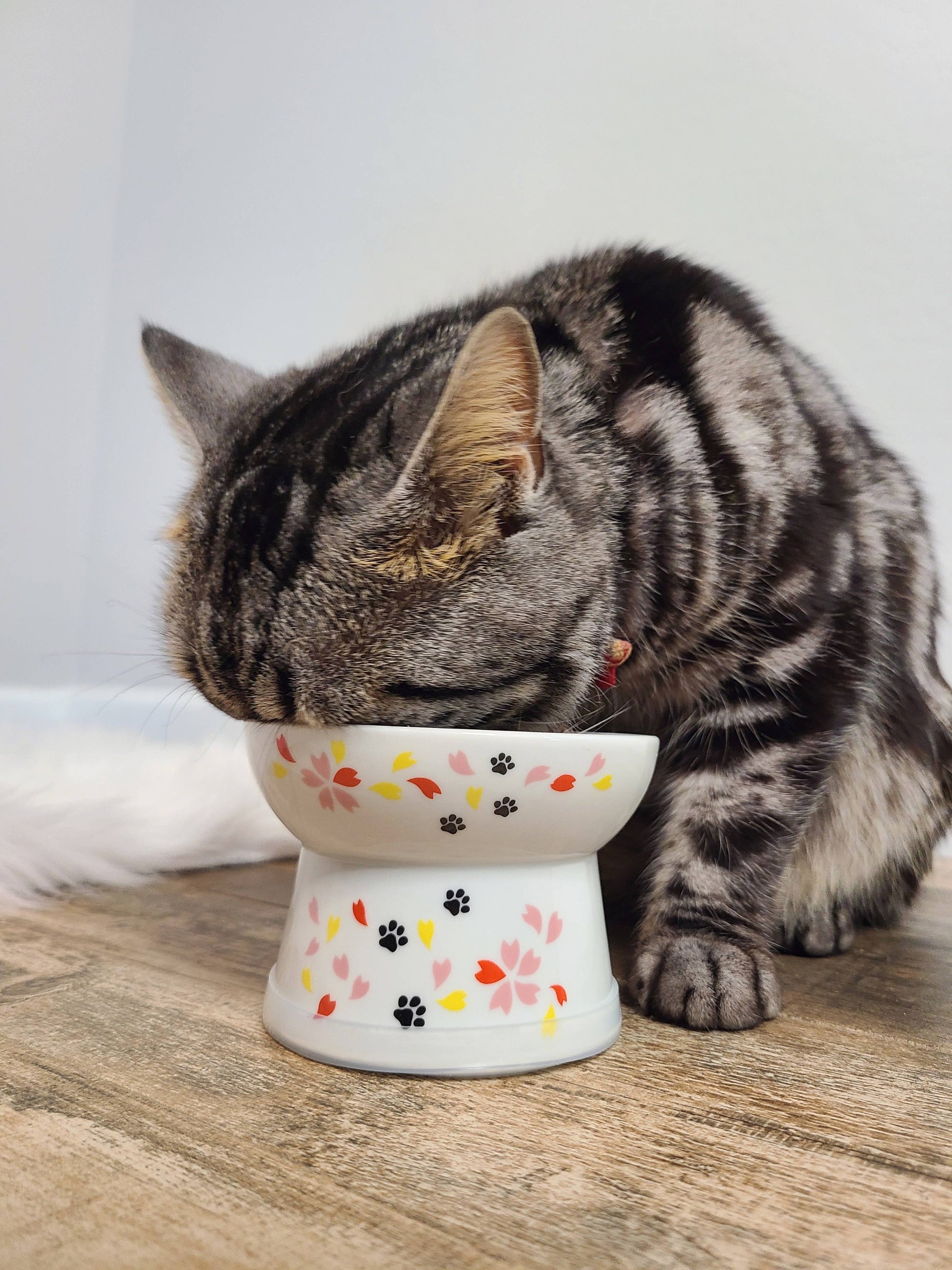 Raised Cat Food Bowl (Sakura Limited Edition)