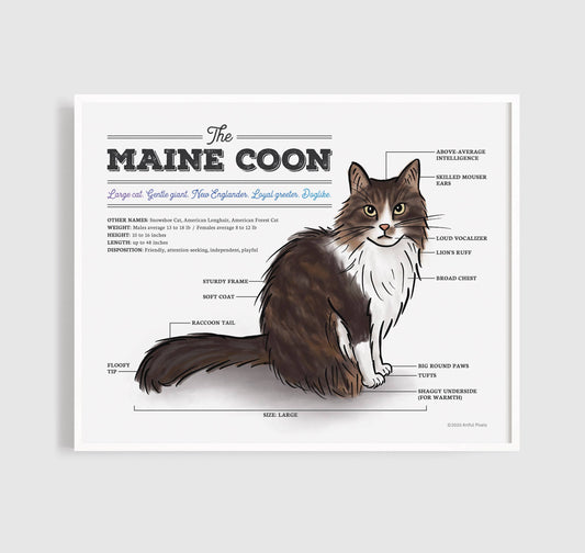 Maine Coon Cat Diagram Art Print: 8x10"