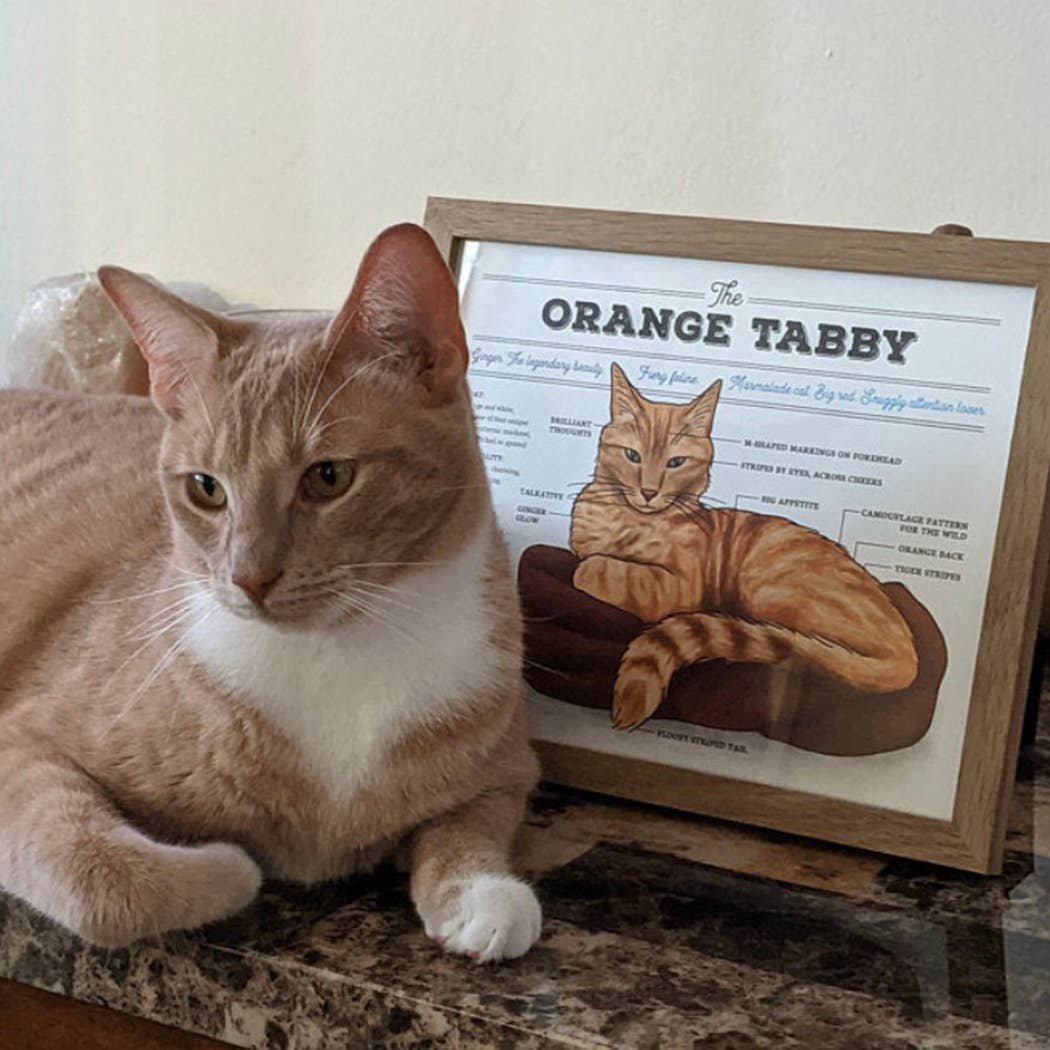 Orange Tabby Cat Diagram Art Print