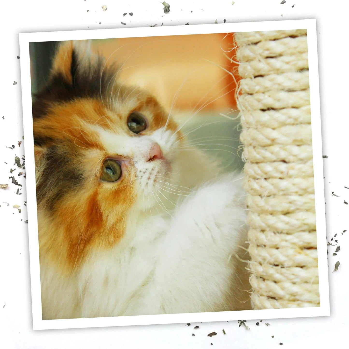 Meowijuana® Catnip Spray - 1 oz.